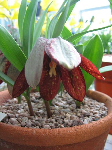 Fritillaria tubiformis 