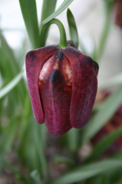 Fritillaria tubiformis 