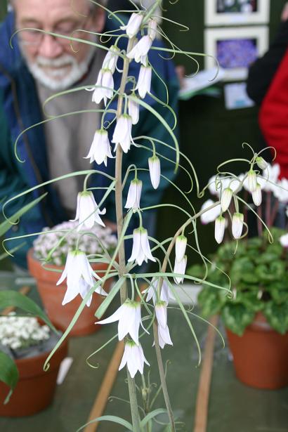 Fritillaria yuminensis 