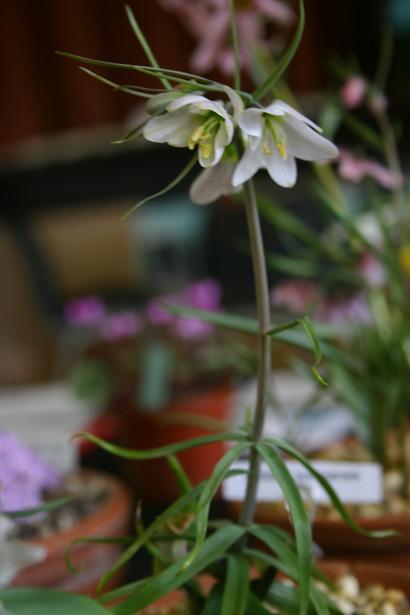 Fritillaria yuminensis 