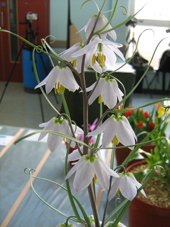 Fritillaria yuminensis 