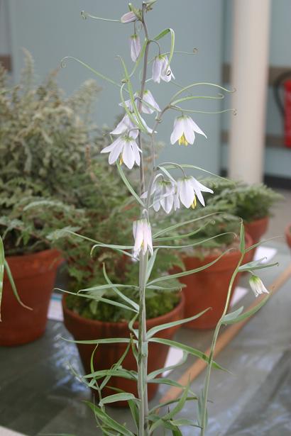 Fritillaria yuminensis 