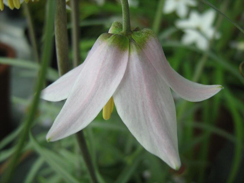 Fritillaria yuminensis 