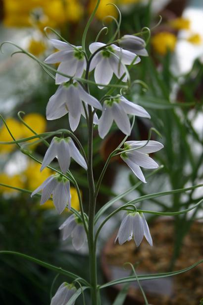 Fritillaria yuminensis 