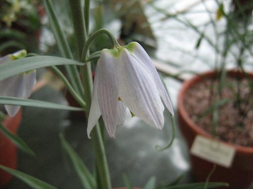 Fritillaria yuminensis 