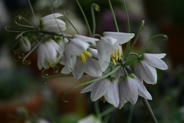 Fritillaria yuminensis 