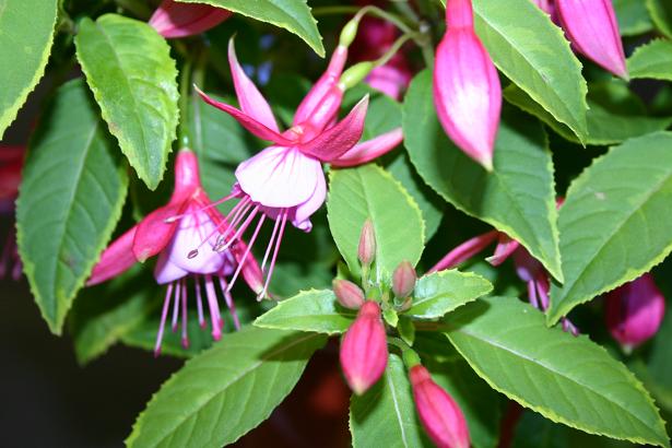 Fuchsia 'Abigayle Reine' 