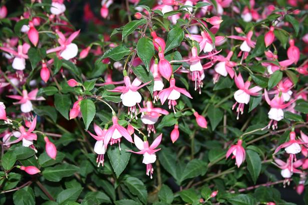  Fuchsia 'Alan Titchmarsh ' 