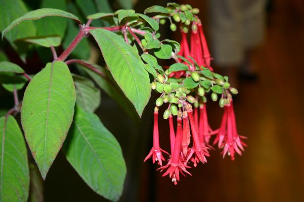  Fuchsia 'Albertus Schwab ' 