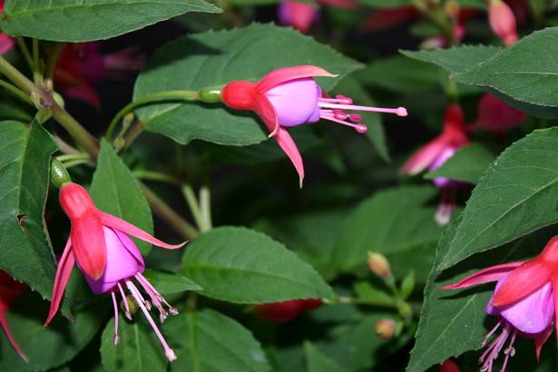  Fuchsia 'Alison Patricia ' 