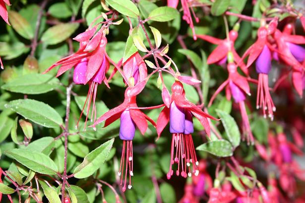  Fuchsia 'Aloha ' 