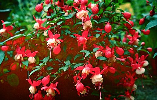  Fuchsia 'Alwin ' 