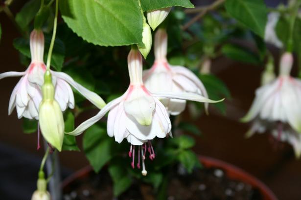  Fuchsia 'Anabel ' 