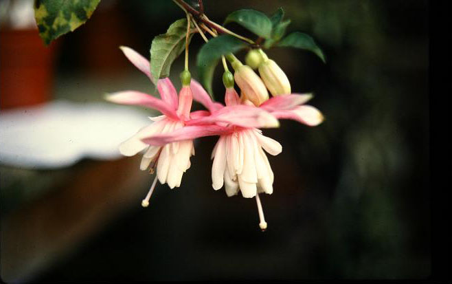  Fuchsia 'Angels Flight ' 