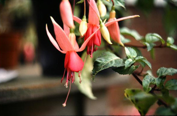  Fuchsia 'Aphrodite ' 