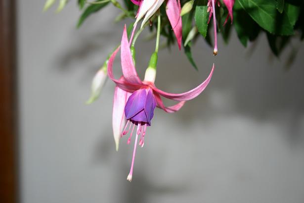  Fuchsia 'Audrey ' 