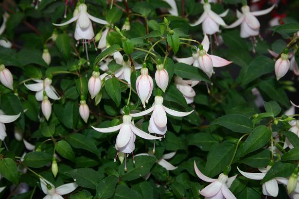  Fuchsia 'Baby Bright ' 