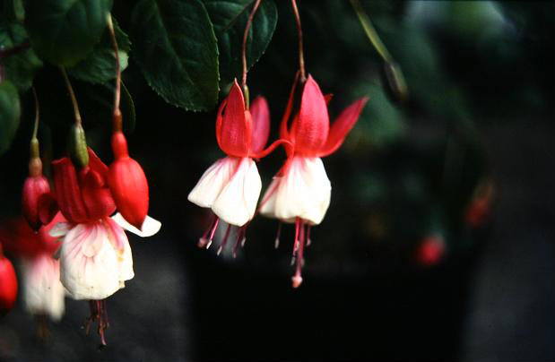  Fuchsia 'Ballet Girl ' 