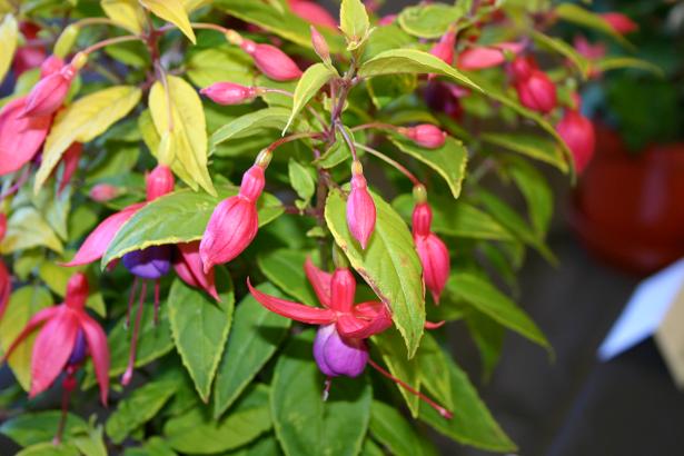  Fuchsia 'Barbara Norton ' 