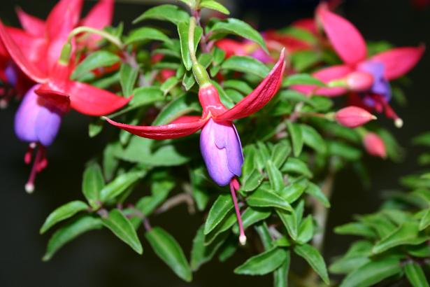  Fuchsia 'Barbara Windsor ' 