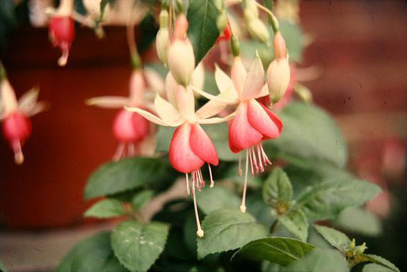  Fuchsia 'Basket Temptation ' 