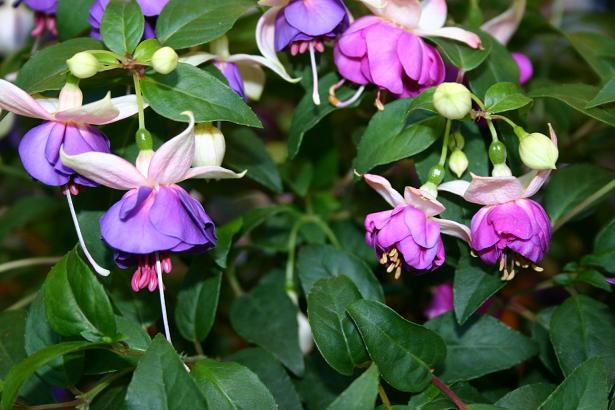  Fuchsia 'Bealings ' 