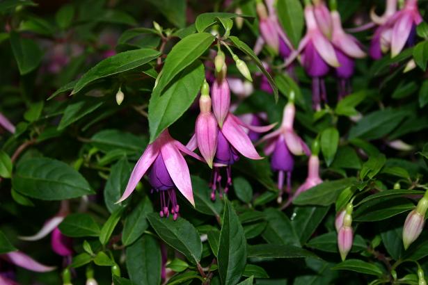  Fuchsia 'Benjammin ' 