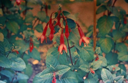  Fuchsia 'Billy Green ' 