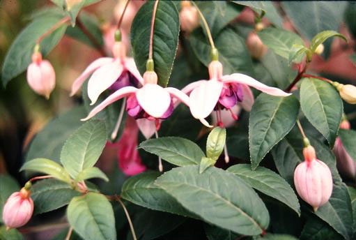  Fuchsia 'Blue Pearl ' 