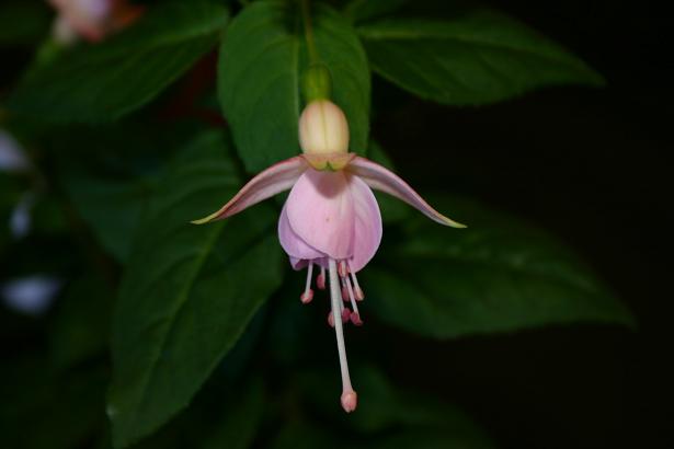  Fuchsia 'Bon Accord ' 