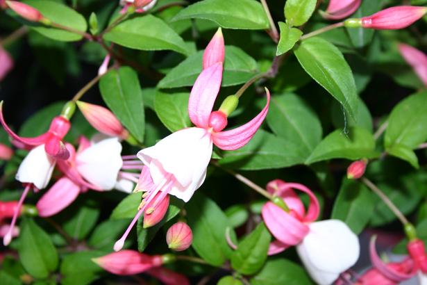  Fuchsia 'Border Raider ' 