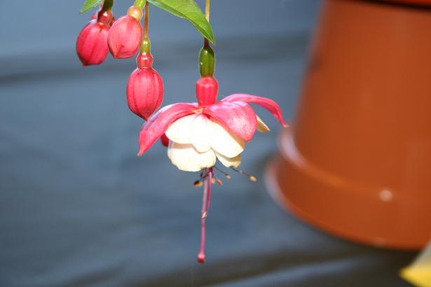  Fuchsia 'Brookwood Belle ' 