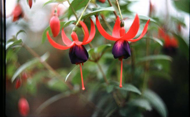  Fuchsia 'Brutus ' 