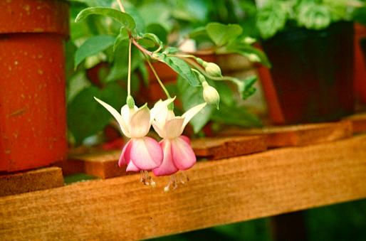  Fuchsia 'Bubble Hanger ' 