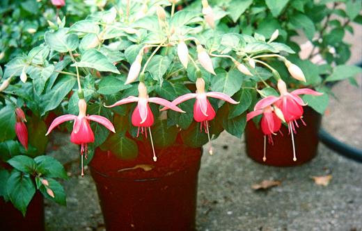  Fuchsia 'Buttermere ' 