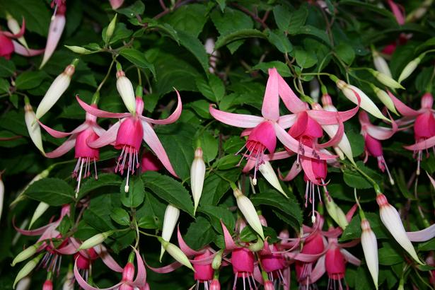  Fuchsia 'Cascade ' 