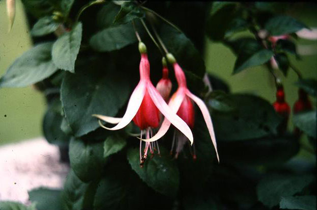  Fuchsia 'Cascade ' 