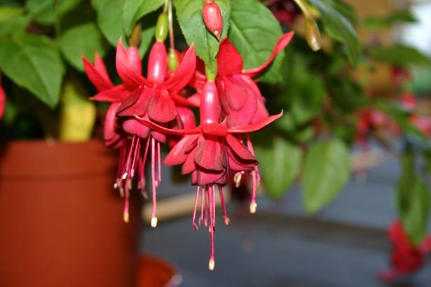  Fuchsia 'Casper Hauser ' 