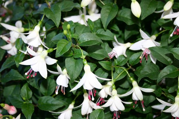  Fuchsia 'Celine ' 