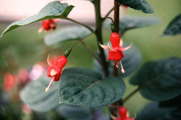  Fuchsia 'Chang ' 