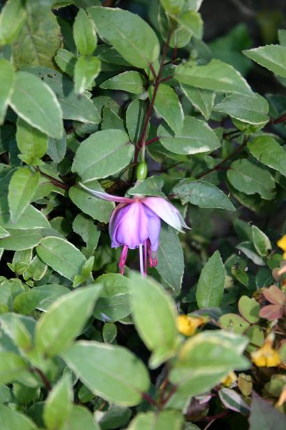  Fuchsia 'Chase Delight ' 