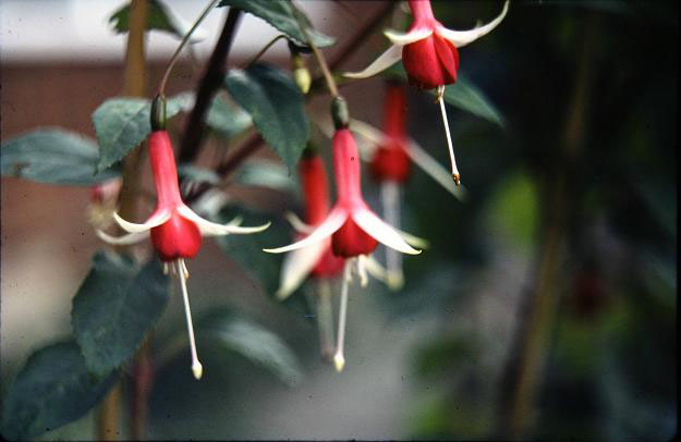  Fuchsia 'Checkerboard ' 