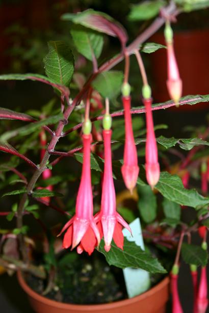  Fuchsia 'Cinevulca ' 