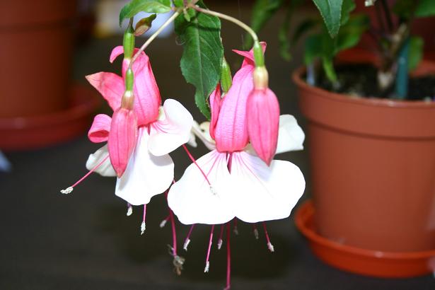  Fuchsia 'Citation ' 