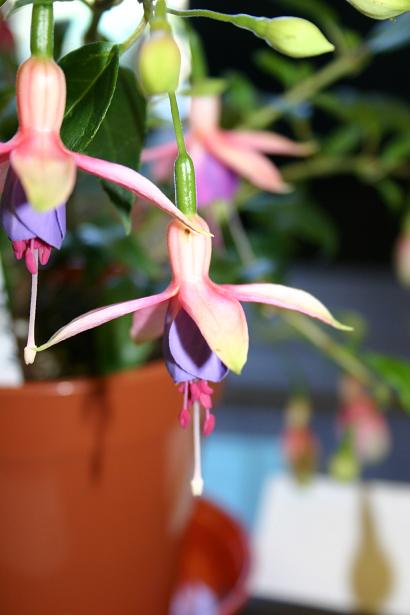  Fuchsia 'Cliff's Own ' 