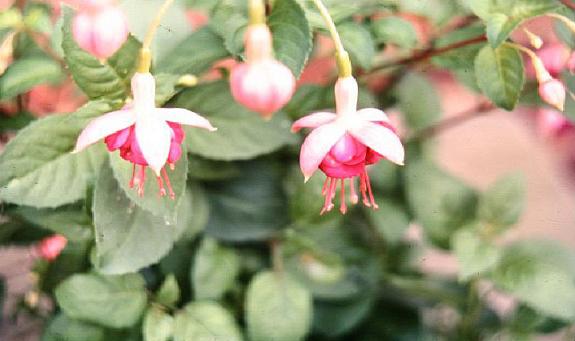  Fuchsia 'Constance ' 