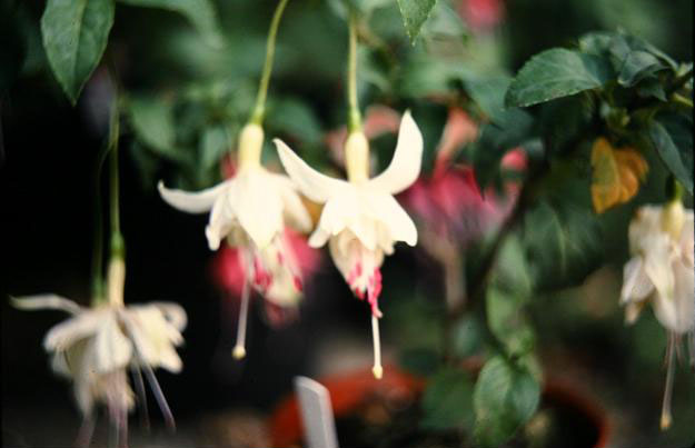  Fuchsia 'Constellation ' 