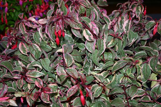  Fuchsia 'Corallina Variegated ' 