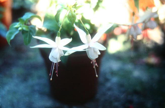  Fuchsia 'Cream Puff ' 