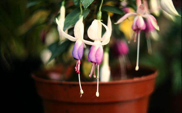  Fuchsia ' ' 